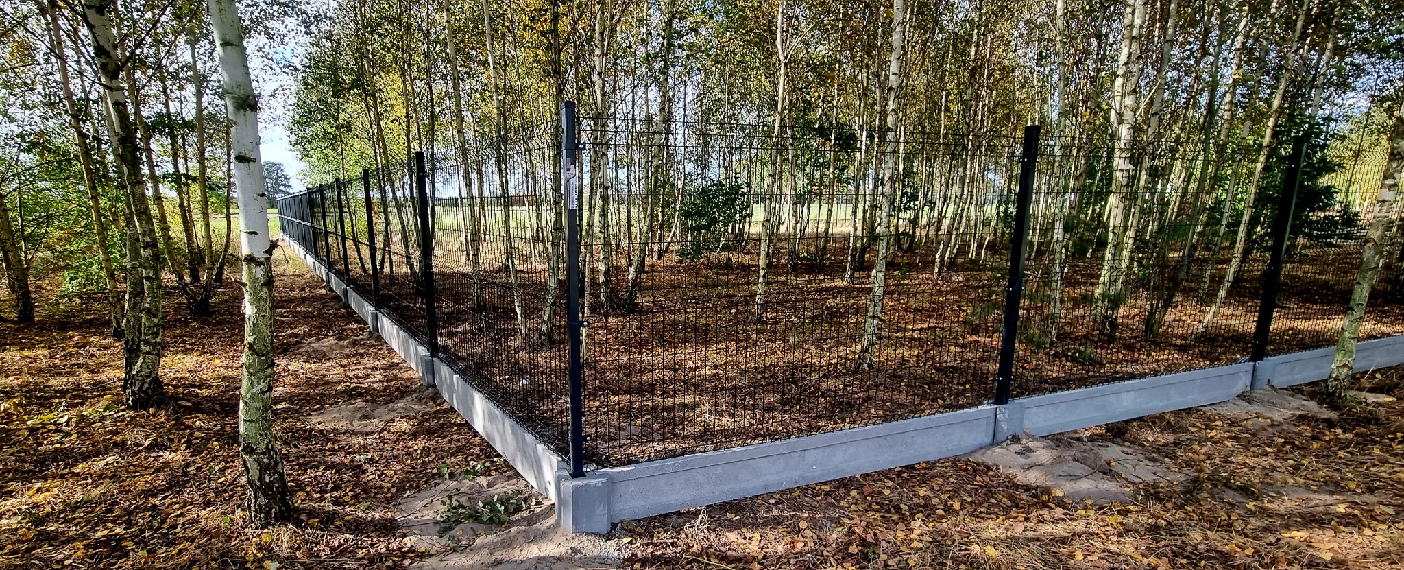 Czarny panelowy płot na betonowej podmurówce, otoczony brzozowym lasem w jesiennej scenerii.