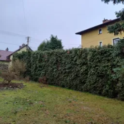 Gęsty, równo przycięty żywopłot z tui szmaragdowej, oddzielający posesje z widocznymi domami w tle, na pierwszym planie trawnik z opadłymi liśćmi.