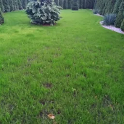 Zadbany trawnik z równo przystrzyżoną trawą, obsadzony tujami i ozdobnymi krzewami. Na trawniku leży pojedynczy, opadły liść.