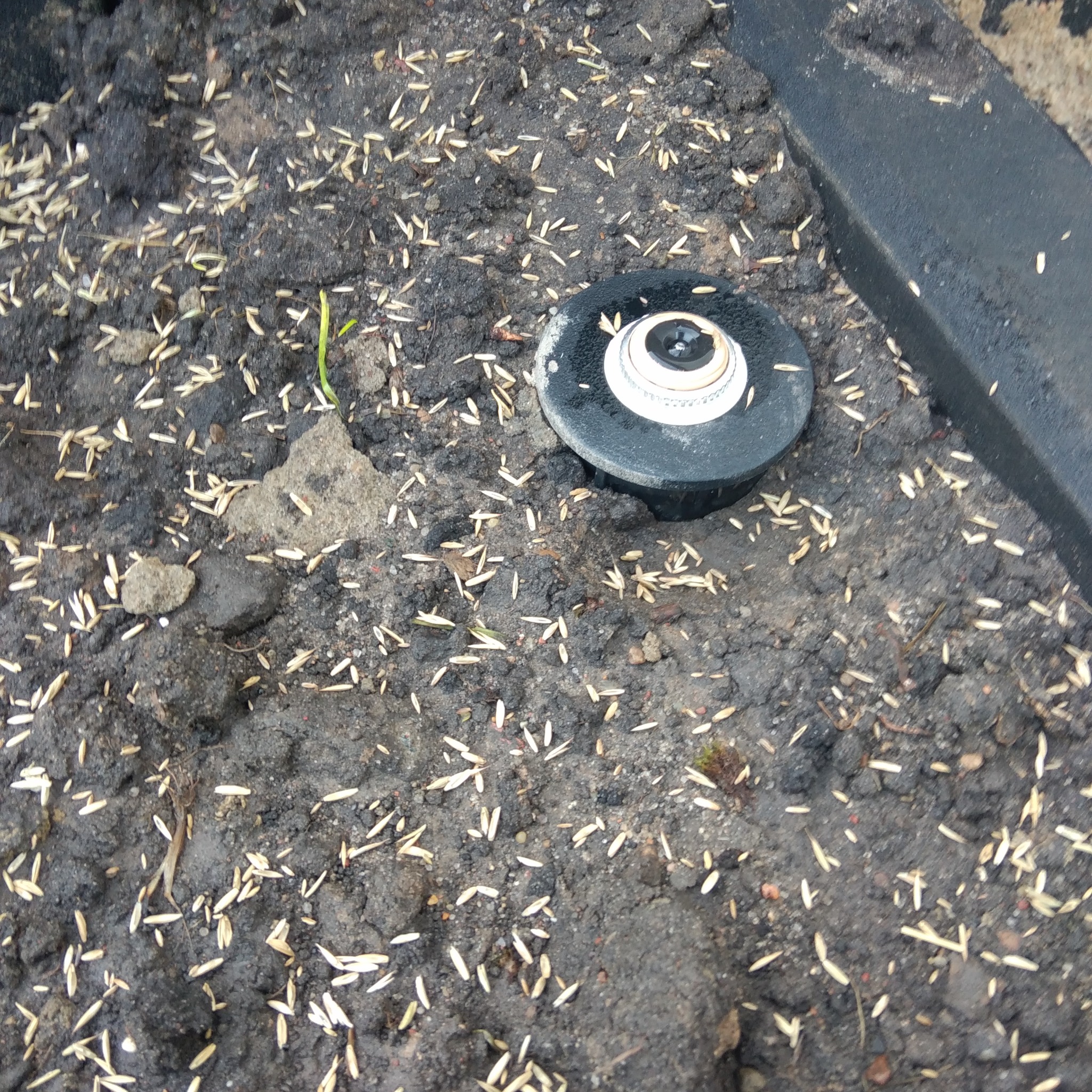 Zraszacz ogrodowy w ziemi z rozsypanymi nasionami trawy, widoczny fragment obrzeża. Ujęcie z bliska, ukazujące detale instalacji nawadniającej i przygotowania podłoża.