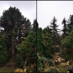 Usługa wycinki sekcyjnej sosny czarnej (Pinus nigra)