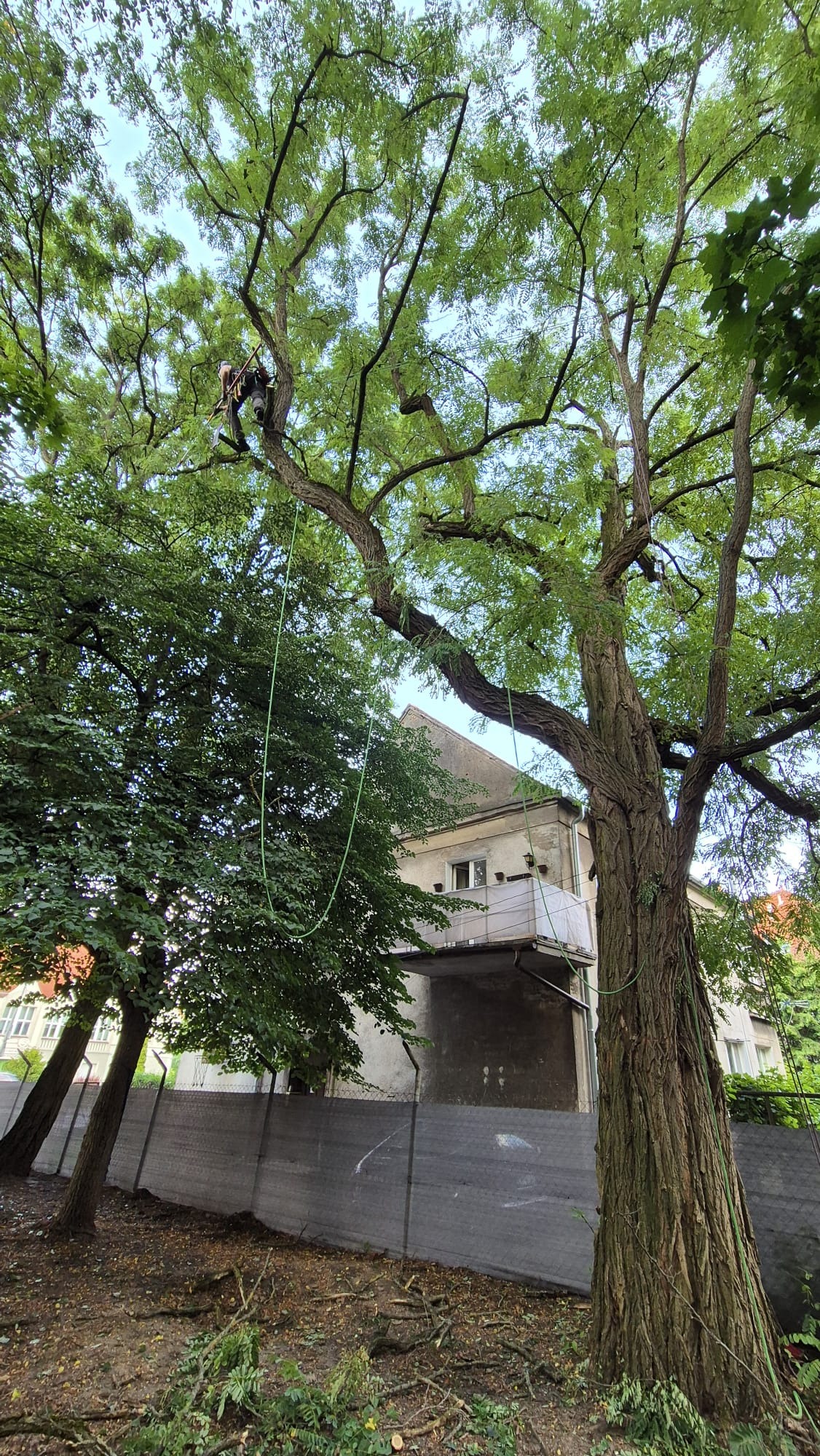 Arborysta w uprzęży na drzewie podczas przycinania gałęzi. Na ziemi leżą pocięte gałęzie. W tle budynek i ogrodzenie z siatki.