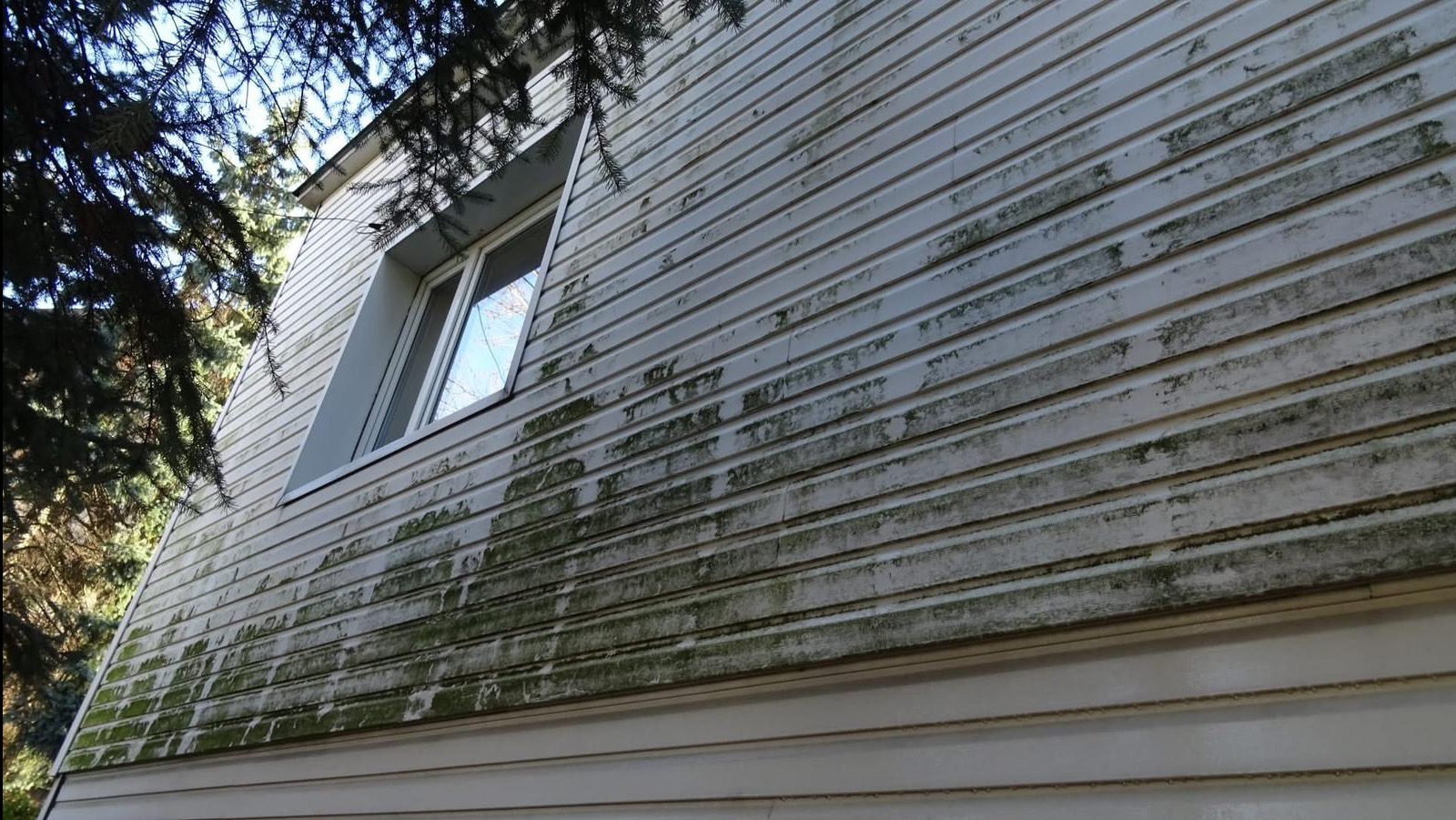 Zabrudzona elewacja domu z sidingu, pokryta zielonym nalotem i plamami. Widoczne okno z odbiciem nieba. Ujęcie z dołu, fragment drzewa w lewym górnym rogu.