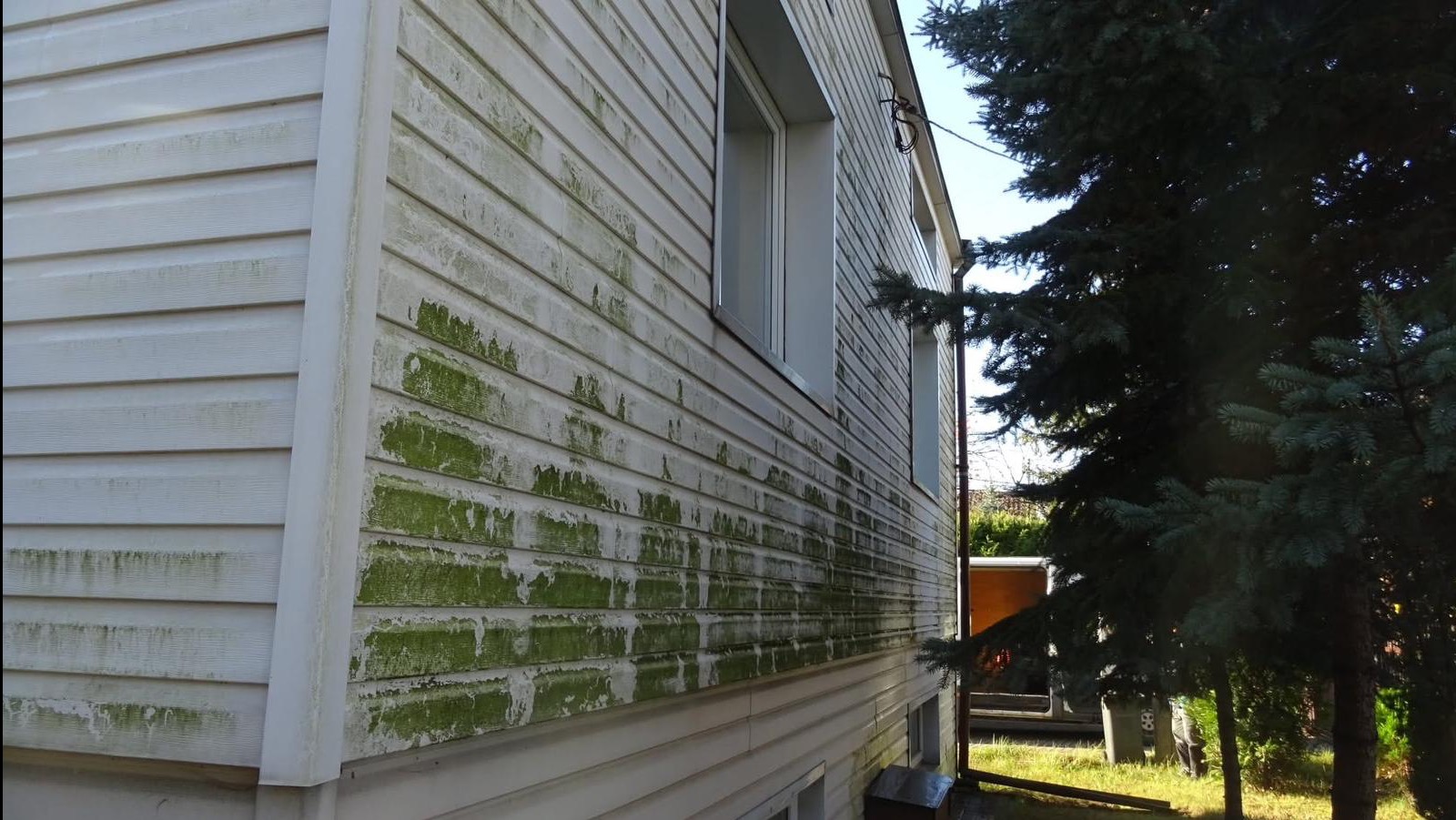 Boczny widok na elewację domu z sidingu, silnie zabrudzoną zielonym nalotem, z widocznymi oknami i fragmentem drzewa iglastego po prawej stronie.