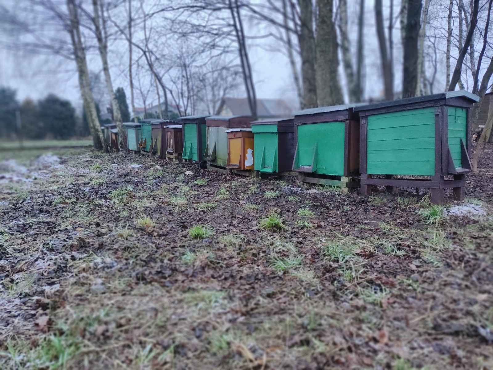 Rząd kolorowych uli ustawionych na ziemi w chłodny, pochmurny dzień. Ule są zielone, brązowe i żółte, a ziemia jest pokryta błotem i resztkami roślin.