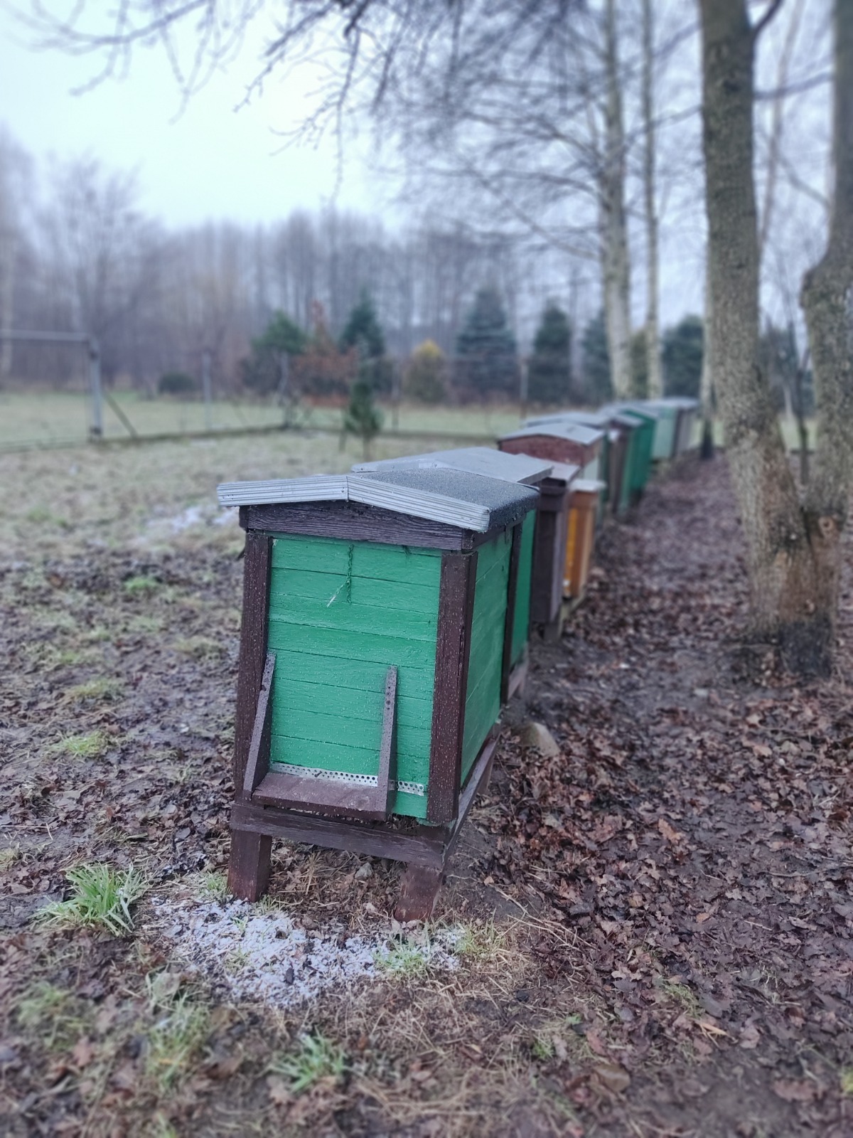 Rząd kolorowych uli ustawionych na skraju lasu w pochmurny dzień, widoczne detale konstrukcyjne i otaczająca roślinność pokryta szronem.