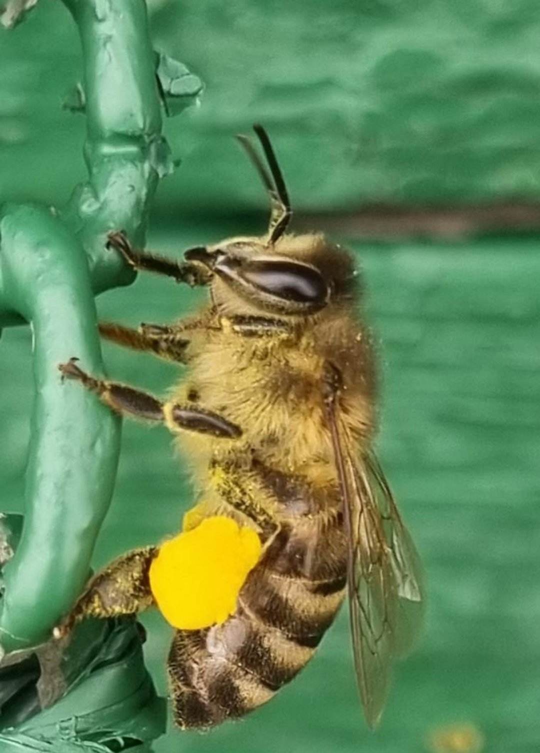 Zbliżenie pszczoły z obnóżami pyłkowymi na zielonym metalowym elemencie, widoczne detale budowy owada.