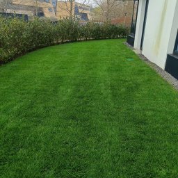 EKO Elżbieta Szóstak - Równy trawnik z rolki przy nowoczesnym budynku, oddzielony niskim żywopłotem. Widoczne ślady po deszczu na elewacji. Świeża zieleń trawy.