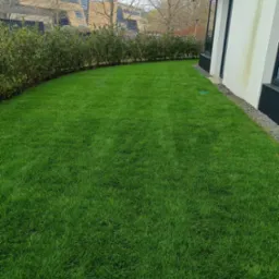 Równy trawnik z rolki przy nowoczesnym budynku, oddzielony niskim żywopłotem. Widoczne ślady po deszczu na elewacji. Świeża zieleń trawy.