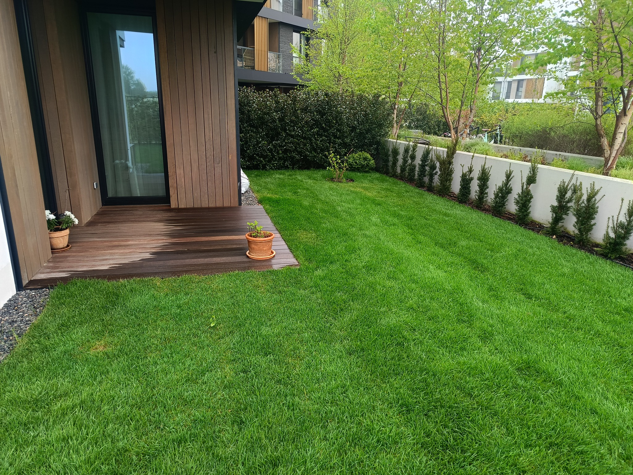 Świeżo skoszony trawnik przylegający do drewnianego tarasu nowoczesnego budynku. Widoczne donice z roślinami i równo przycięty żywopłot w tle.