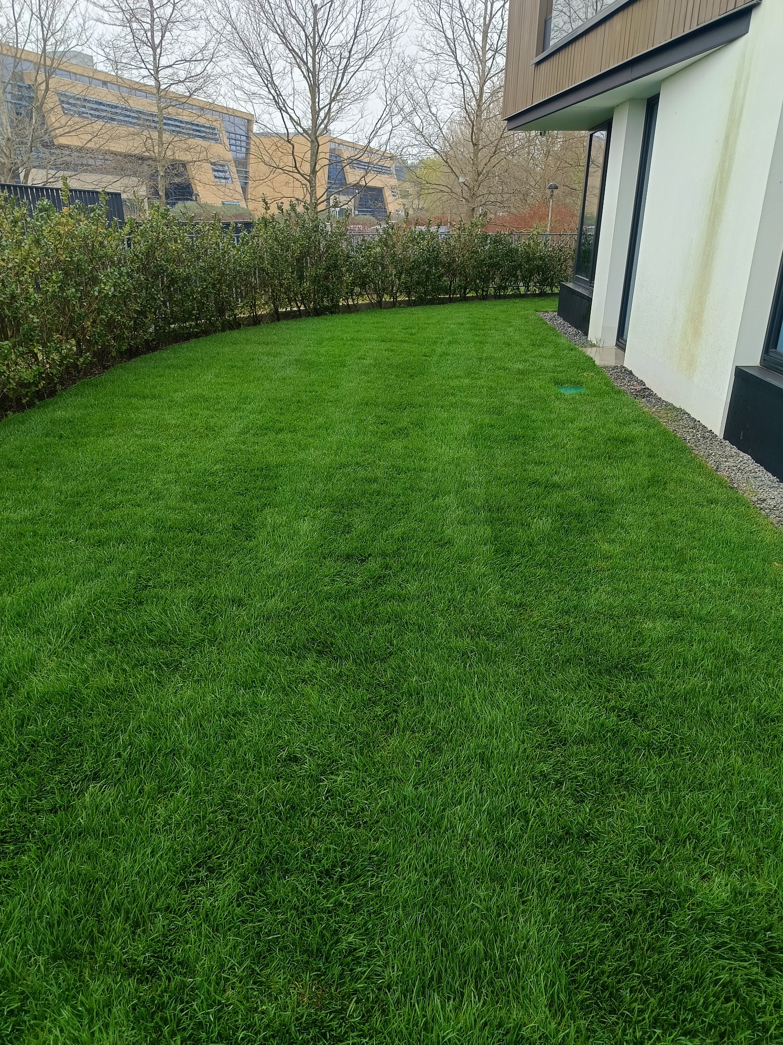 Równy trawnik z rolki przy nowoczesnym budynku, oddzielony niskim żywopłotem. Widoczne ślady po deszczu na elewacji. Świeża zieleń trawy.