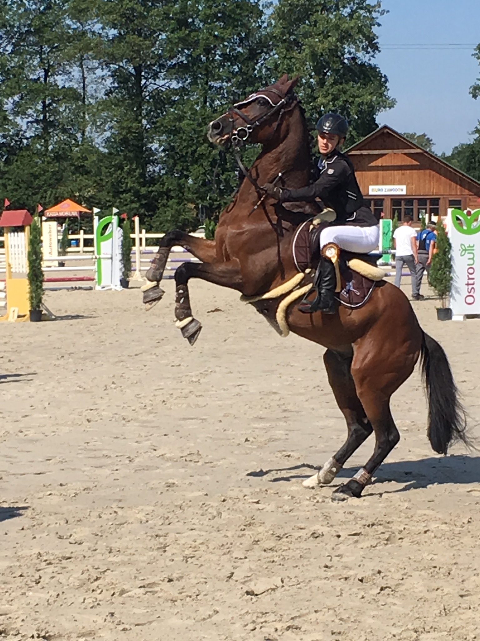 Kary koń wznosi się na tylnych nogach podczas zawodów jeździeckich, jeździec w czarnym stroju zachowuje równowagę.