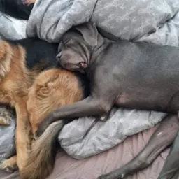 Śpiący owczarek niemiecki i mastif neapolitański wtulone w siebie na łóżku pod szarą pościelą w subtelny wzór.