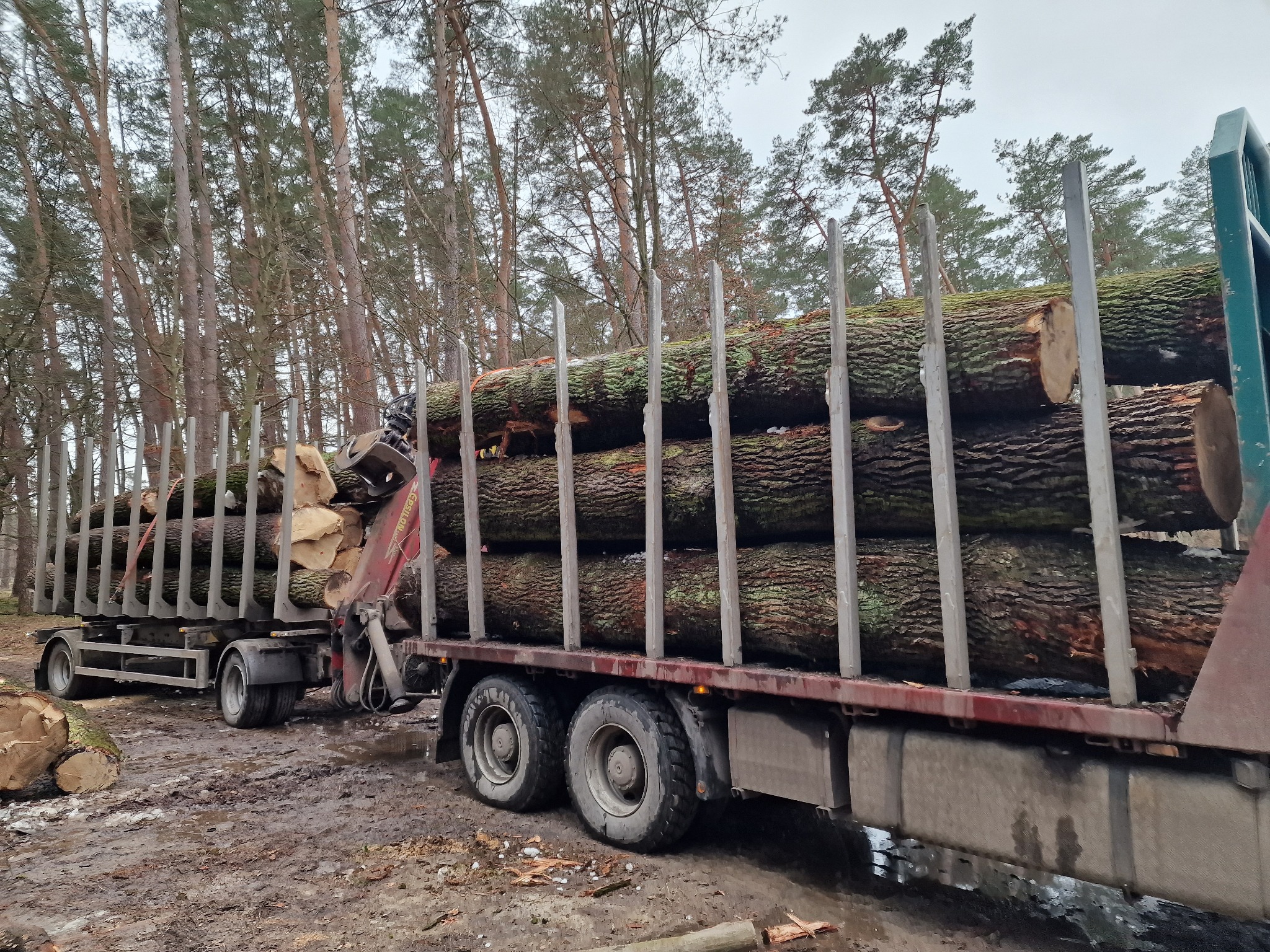 Drewno dębowe- surowiec na tarcicę prosto z polskich lasów