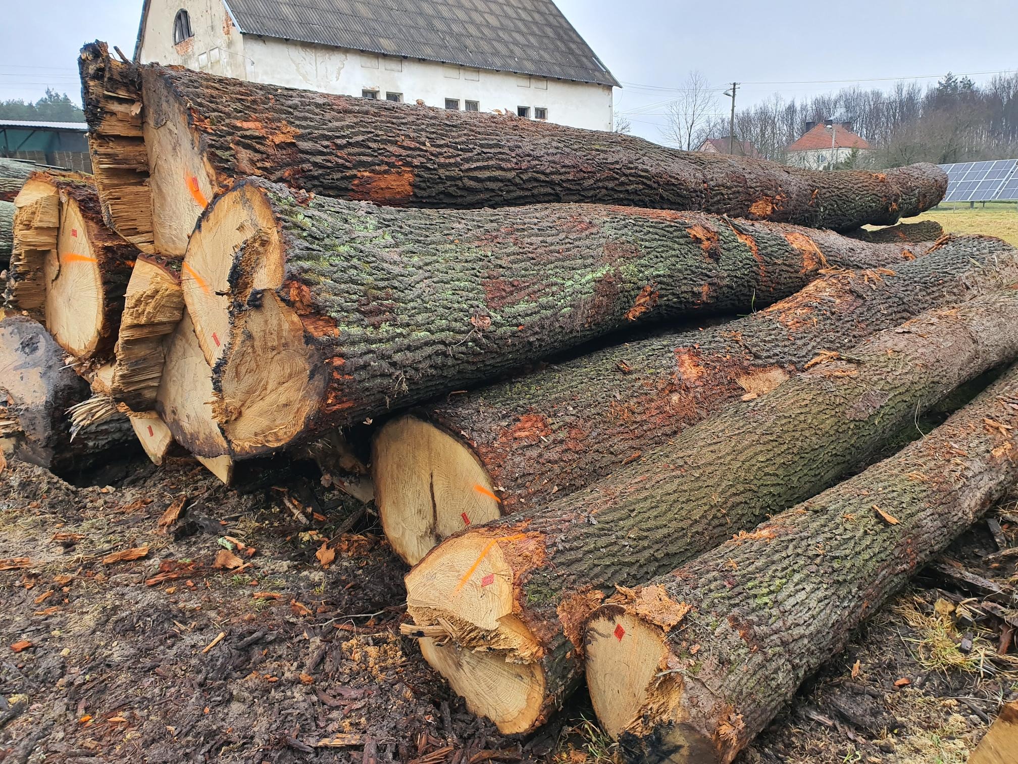 W produkcji wykorzystujemy surowiec najlepszej jakości. Na zdjęciu kłody dębowe z podkarpackich lasów.