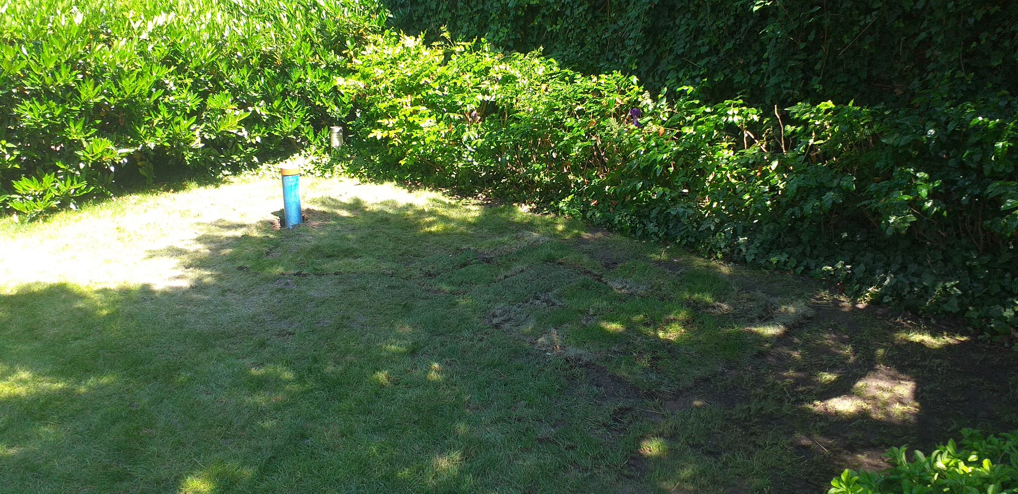 Niebieska rura wystająca z trawnika w ogrodzie, otoczona gęstą zielenią.