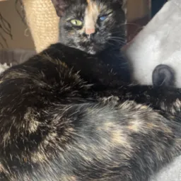 Czarno-brązowa kotka z jednym zielonym i jednym niebieskim okiem leży na szarym pluszowym podłożu obok drapaka z sizalu.