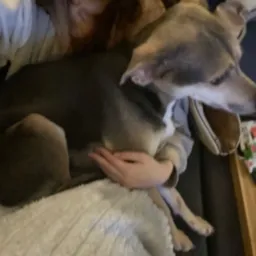 Szary pies rasy chart leży na kolanach osoby, która go głaszcze na kanapie przykrytej białą, puszystą narzutą. W tle widoczny stolik z zabawkami.