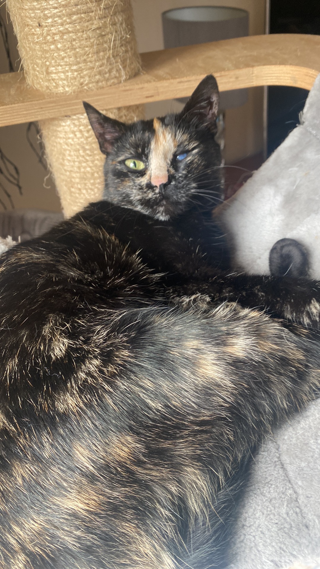 Czarno-brązowa kotka z jednym zielonym i jednym niebieskim okiem leży na szarym pluszowym podłożu obok drapaka z sizalu.