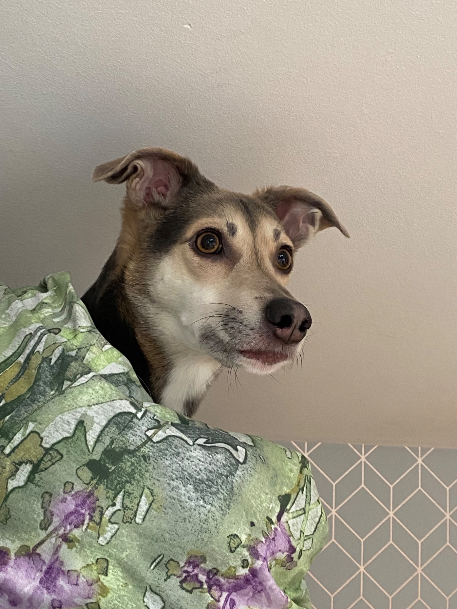 Portret psa rasy mieszanej, częściowo zakrytego wzorzystą zieloną tkaniną, patrzącego w prawo na tle szarej ściany z geometrycznym wzorem.