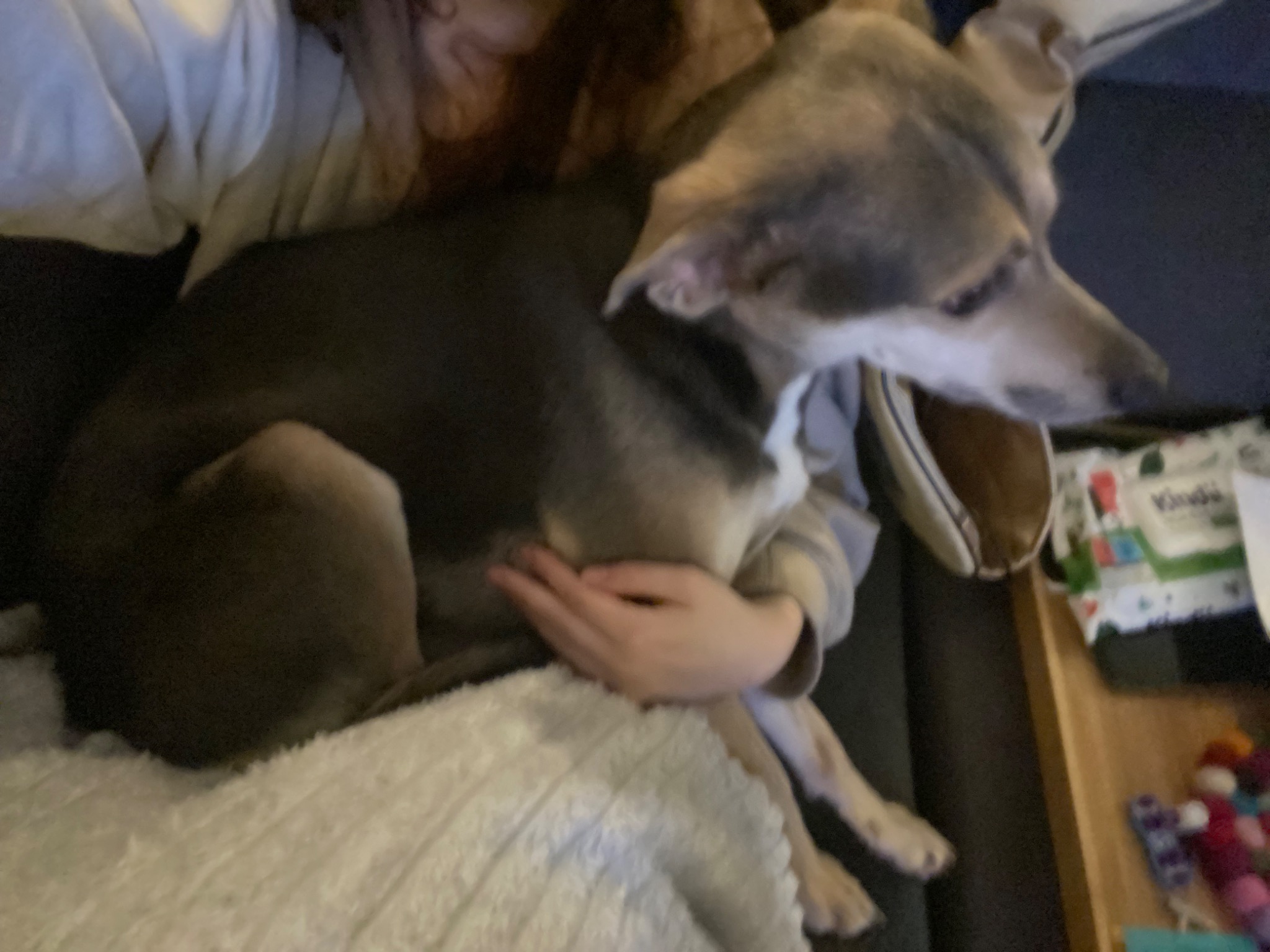 Szary pies rasy chart leży na kolanach osoby, która go głaszcze na kanapie przykrytej białą, puszystą narzutą. W tle widoczny stolik z zabawkami.