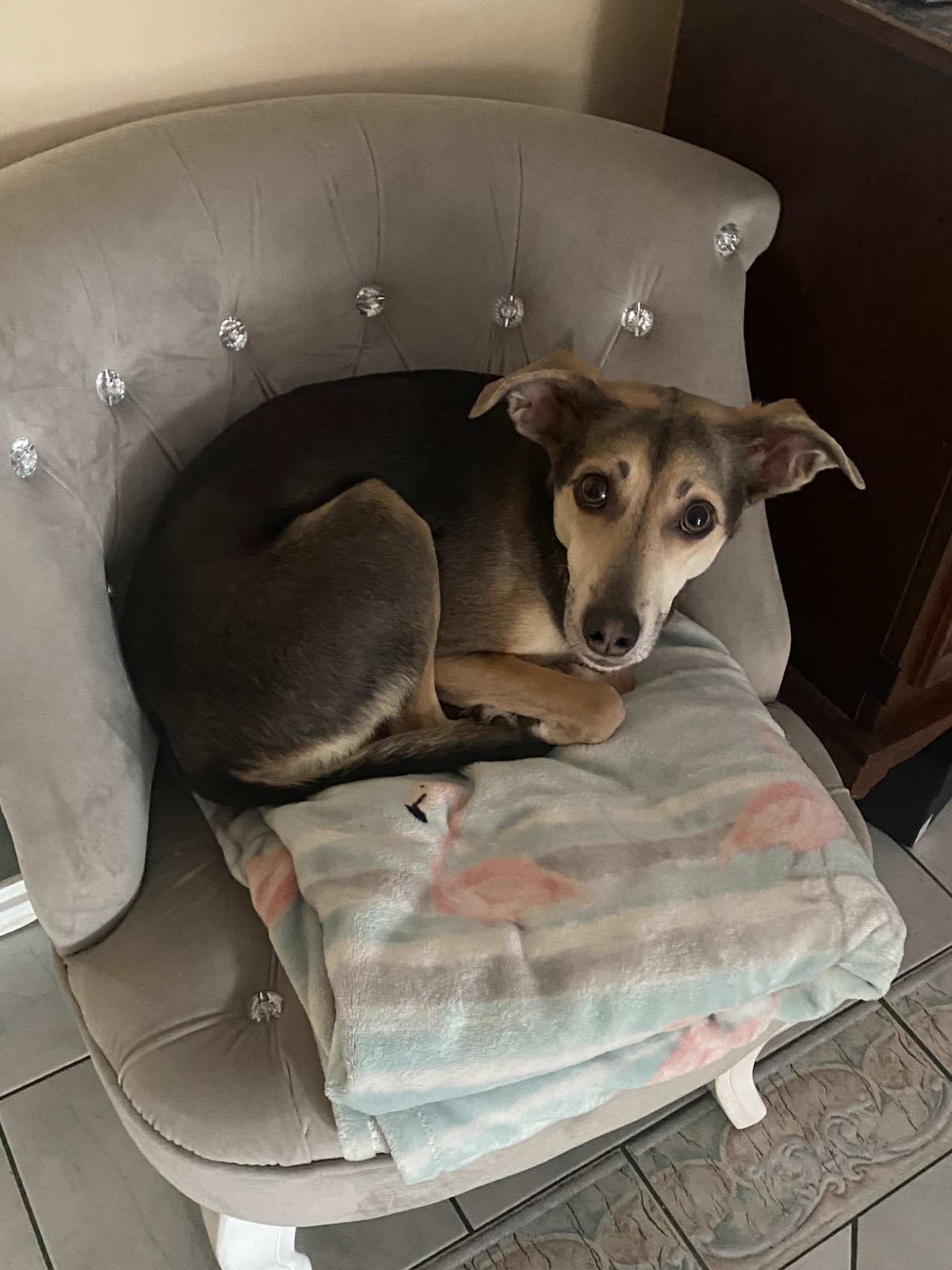 Mały pies rasy mieszanej zwinięty w kłębek na szarym, pluszowym krześle z dekoracyjnymi kryształkami i kocykiem w różowe flamingi.