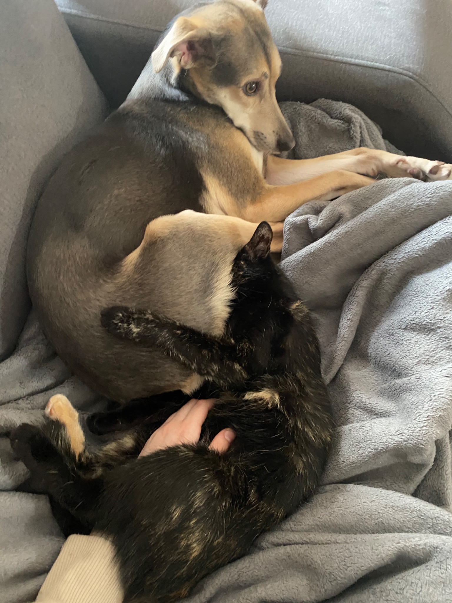 Brązowo-szary pies śpiący na szarym kocu obok czarno-brązowego kota, którego głaszcze ręka.
