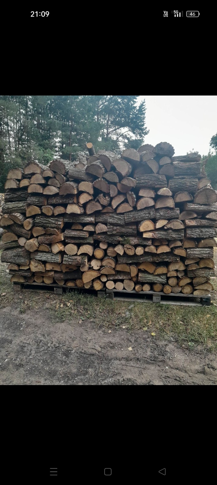 Ułożone na palecie, pocięte kawałki drewna z widoczną korą, przygotowane do kominka, na tle drzew.