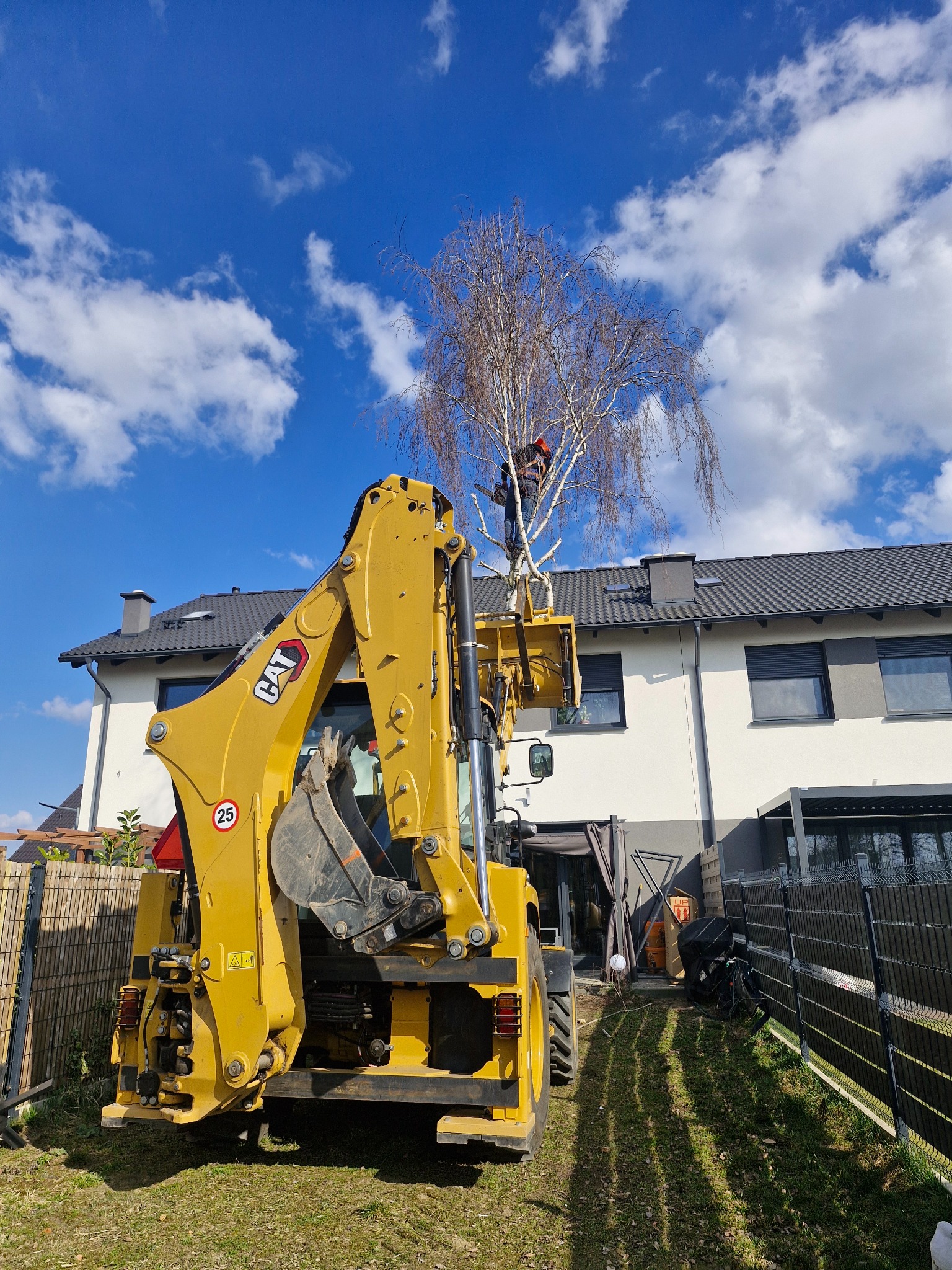 Żółta koparko-ładowarka CAT podnosi pracownika w kasku do korony brzozy na tle domu z szarą dachówką i błękitnego nieba z chmurami. W tle ogrodzenie.