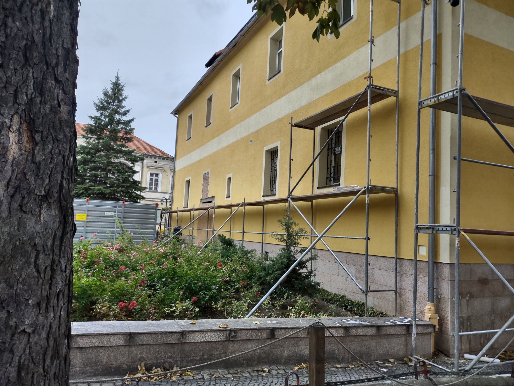 Żółta elewacja budynku z poziomymi pasami, w trakcie prac z użyciem metalowych rusztowań, widok z poziomu ogrodu z kwitnącymi różami i drzewem.