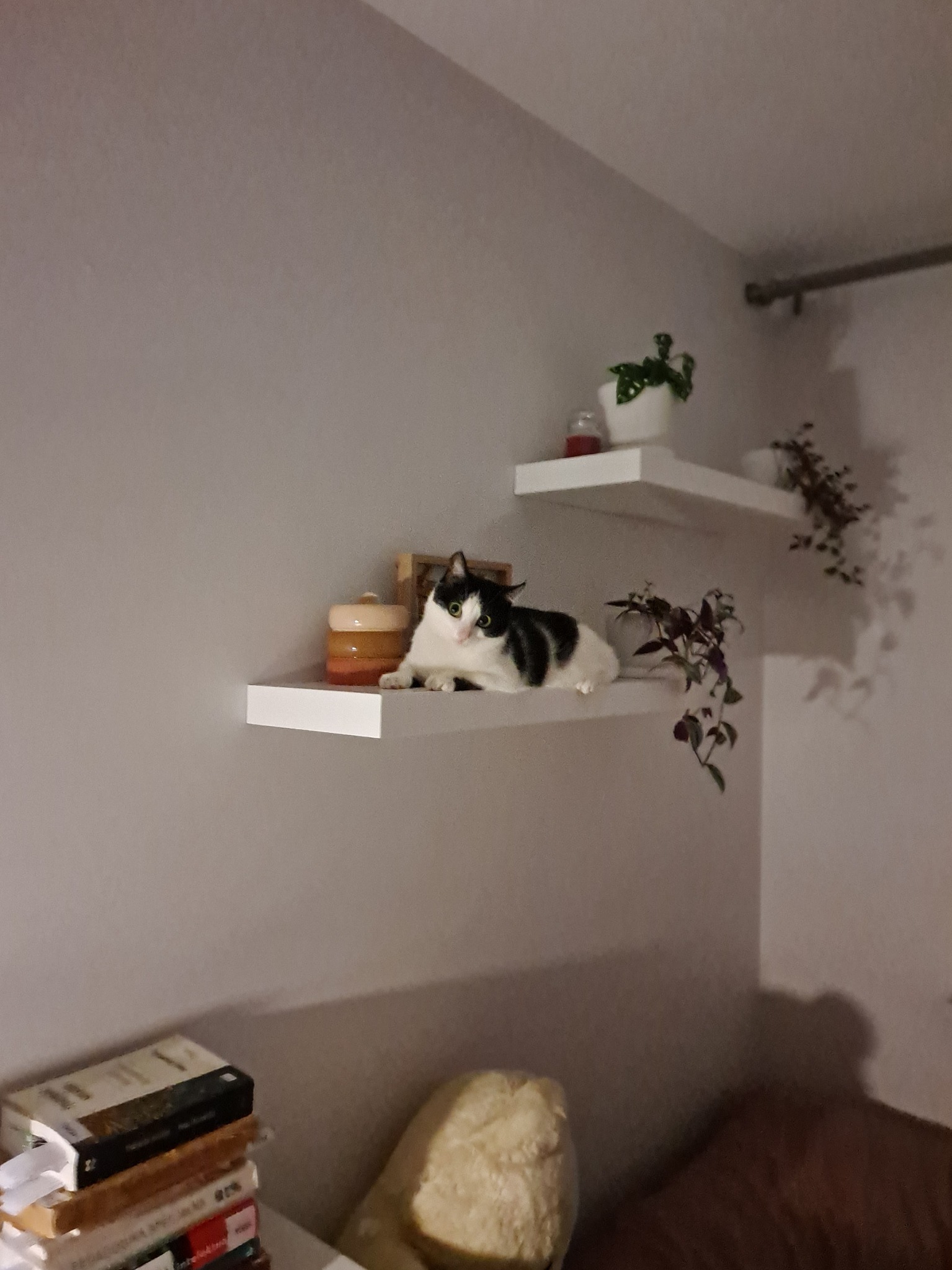 Biała półka ścienna z dekoracjami i leżącym kotem o umaszczeniu biało-czarnym, obok roślina doniczkowa z fioletowymi liśćmi, w tle druga półka z roślinami.