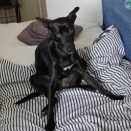 Czarny pies rasy mieszanej siedzi na łóżku w paski, z jednym uchem podniesionym, spoglądając wprost w obiektyw.