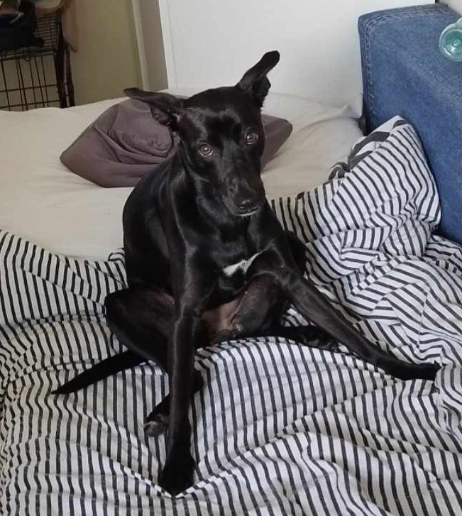 Czarny pies rasy mieszanej siedzi na łóżku w paski, z jednym uchem podniesionym, spoglądając wprost w obiektyw.