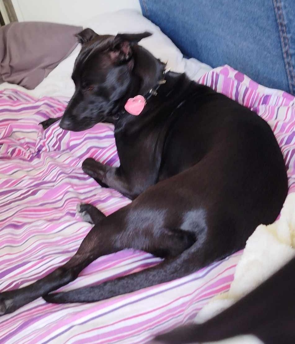 Mam swojego pieska i wyprowadzam go codziennie