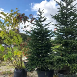 Trzy drzewka w donicach na tle pochmurnego nieba: jedno liściaste z żółto-zielonymi liśćmi, dwa iglaste, jedno z czerwoną wstążką.