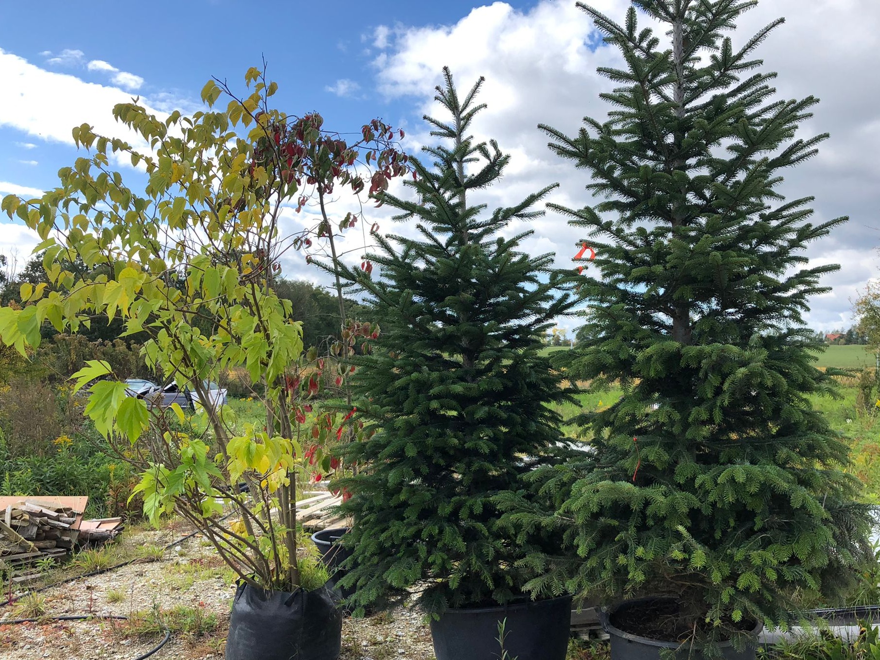 Trzy drzewka w donicach na tle pochmurnego nieba: jedno liściaste z żółto-zielonymi liśćmi, dwa iglaste, jedno z czerwoną wstążką.