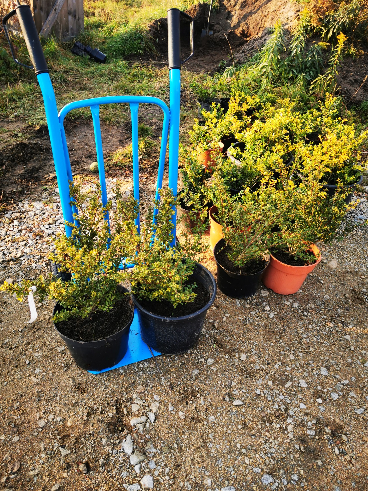 Sadzonki bukszpanu w doniczkach, przygotowane do transportu na niebieskim wózku transportowym, na żwirowym podłożu, w tle przygotowany teren pod nasadzenia.