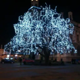 Duże drzewo miejskie, udekorowane białymi lampkami, tworząc świąteczny nastrój na tle budynku w nocy.