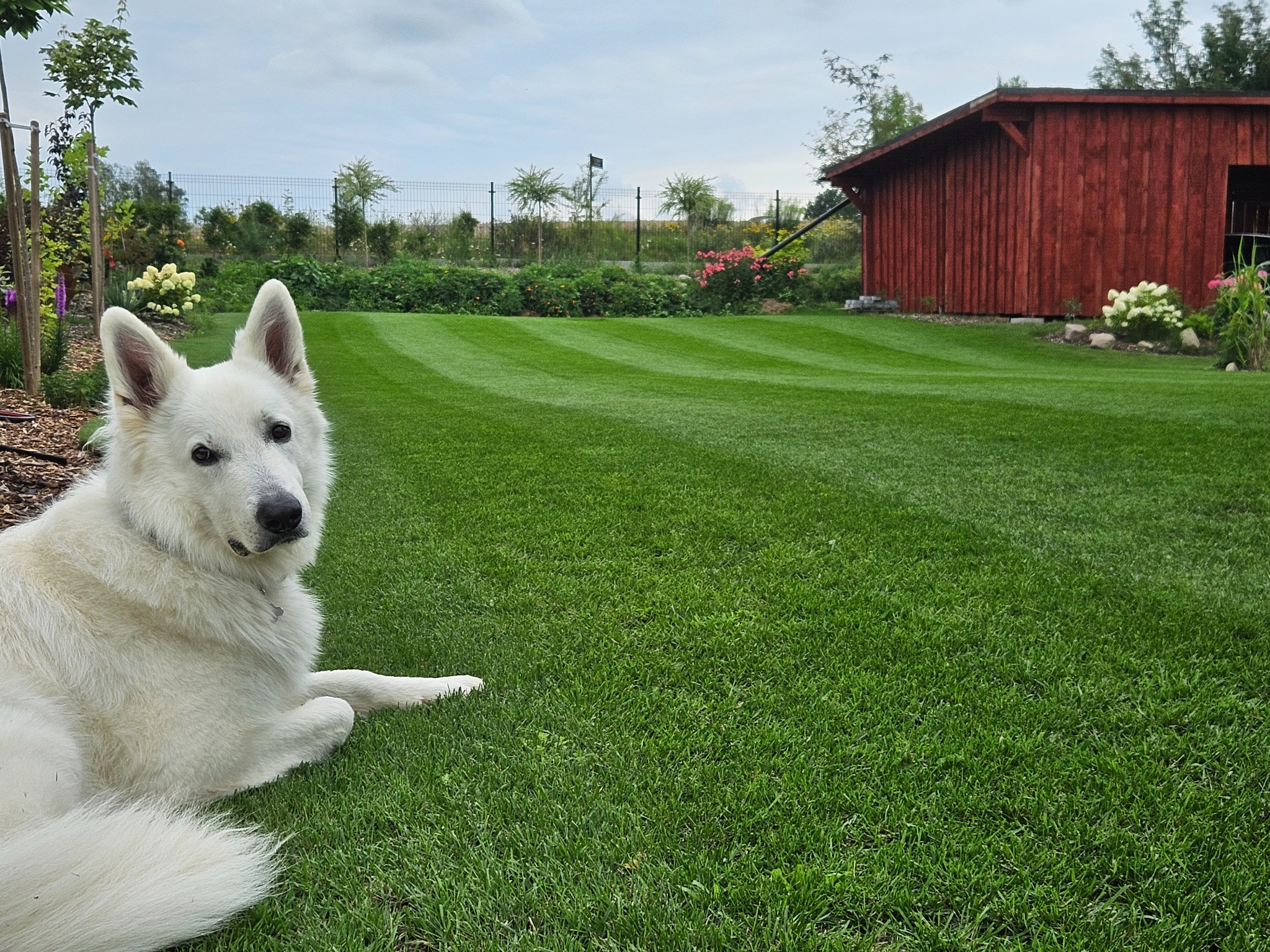 Efekt prac nad trawnikiem jest nieustannie monitorowany