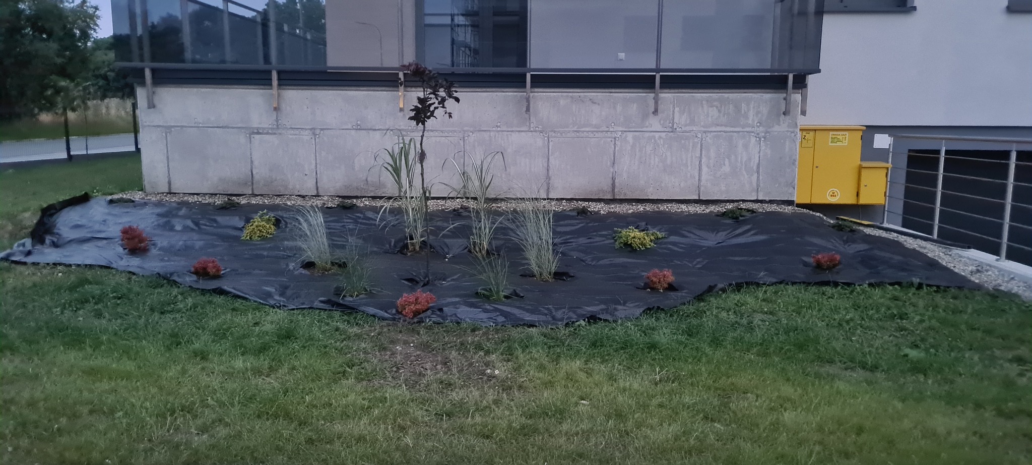 Nowo założony ogród z czarną agrowłókniną, młodymi drzewkami i ozdobnymi krzewami, widoczne budynki w tle.