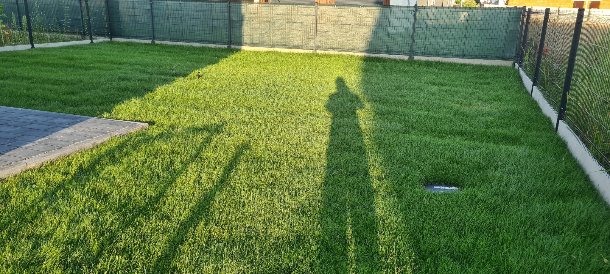 Świeżo założony trawnik z rolki, widoczna cień osoby fotografującej, siatka ogrodzeniowa w tle.