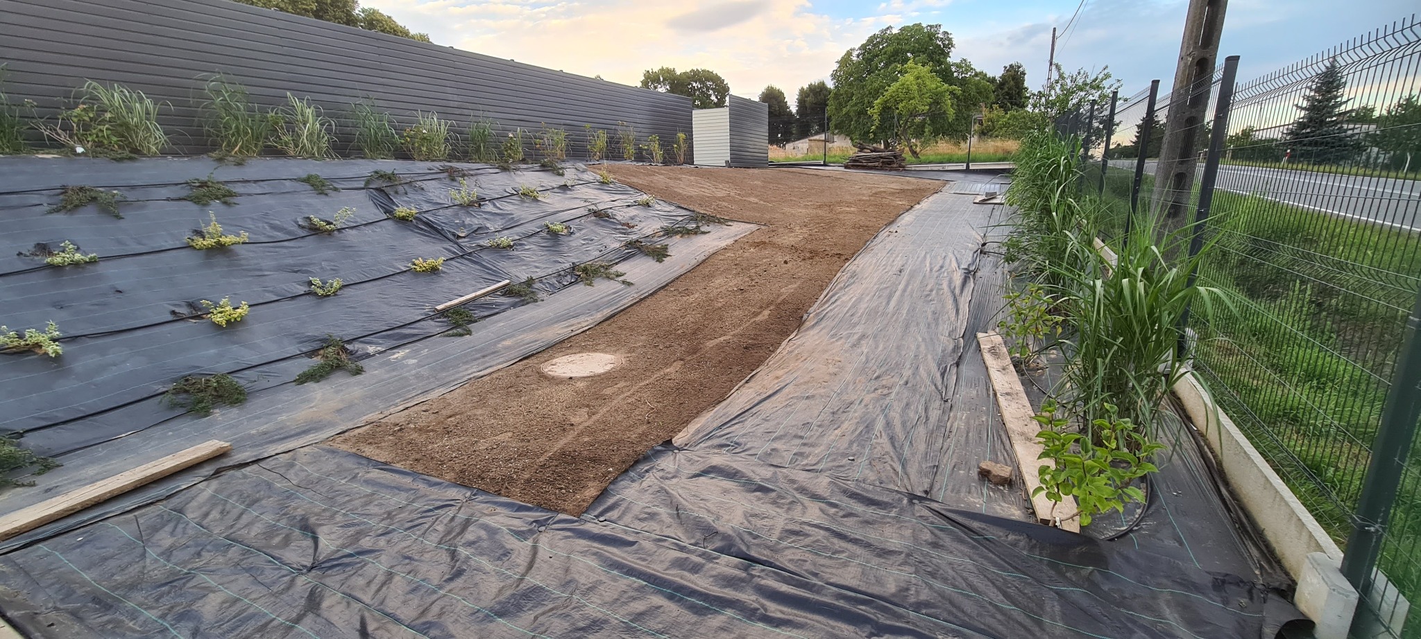 Przygotowanie terenu pod nasadzenia: rozłożona czarna agrowłóknina z otworami, w których posadzone są małe rośliny, widoczny fragment nawiezionej ziemi, w tle szara ściana i zieleń drzew