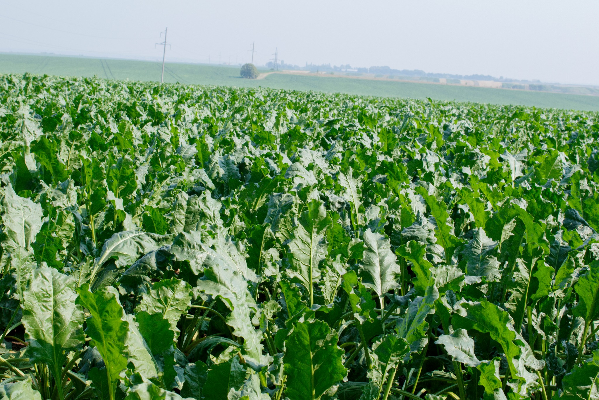 Pole buraków cukrowych z widocznymi liniami upraw i odległymi słupami wysokiego napięcia na horyzoncie pod jasnym niebem.