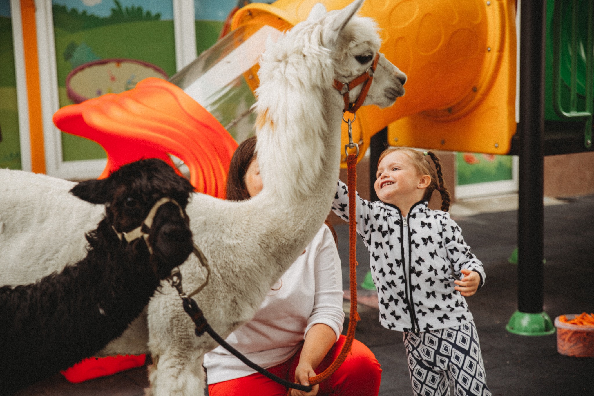 Uśmiechnięta dziewczynka w stroju w czarno-białe wzory dotyka białej alpaki na tle kolorowego placu zabaw, obok stoi opiekun.