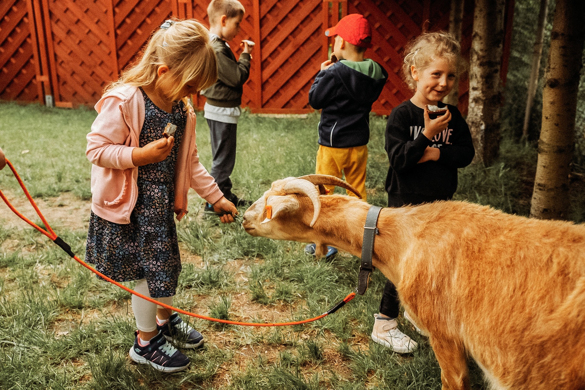 Dziewczynka w kwiecistej sukience karmi trawą kozę na smyczy w otoczeniu innych dzieci jedzących przekąski na trawie przed drewnianym płotem.