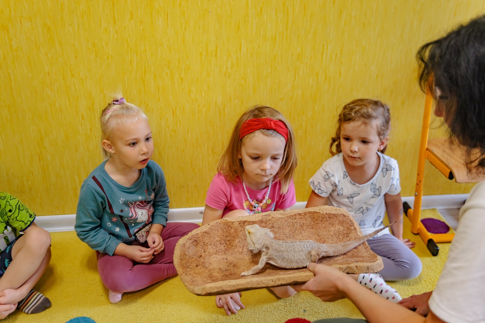 Trzy dziewczynki siedzą na podłodze z żółtą ścianą w tle, obserwując brodatego smoka prezentowanego na drewnianej tacy przez osobę dorosłą.