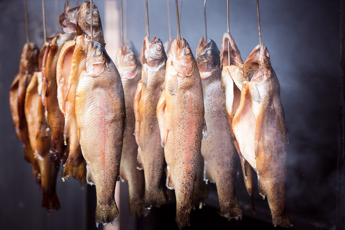 Wędzone pstrągi zawieszone na metalowych hakach w wędzarni, widoczne różnice w kolorze i stopniu uwędzenia ryb.