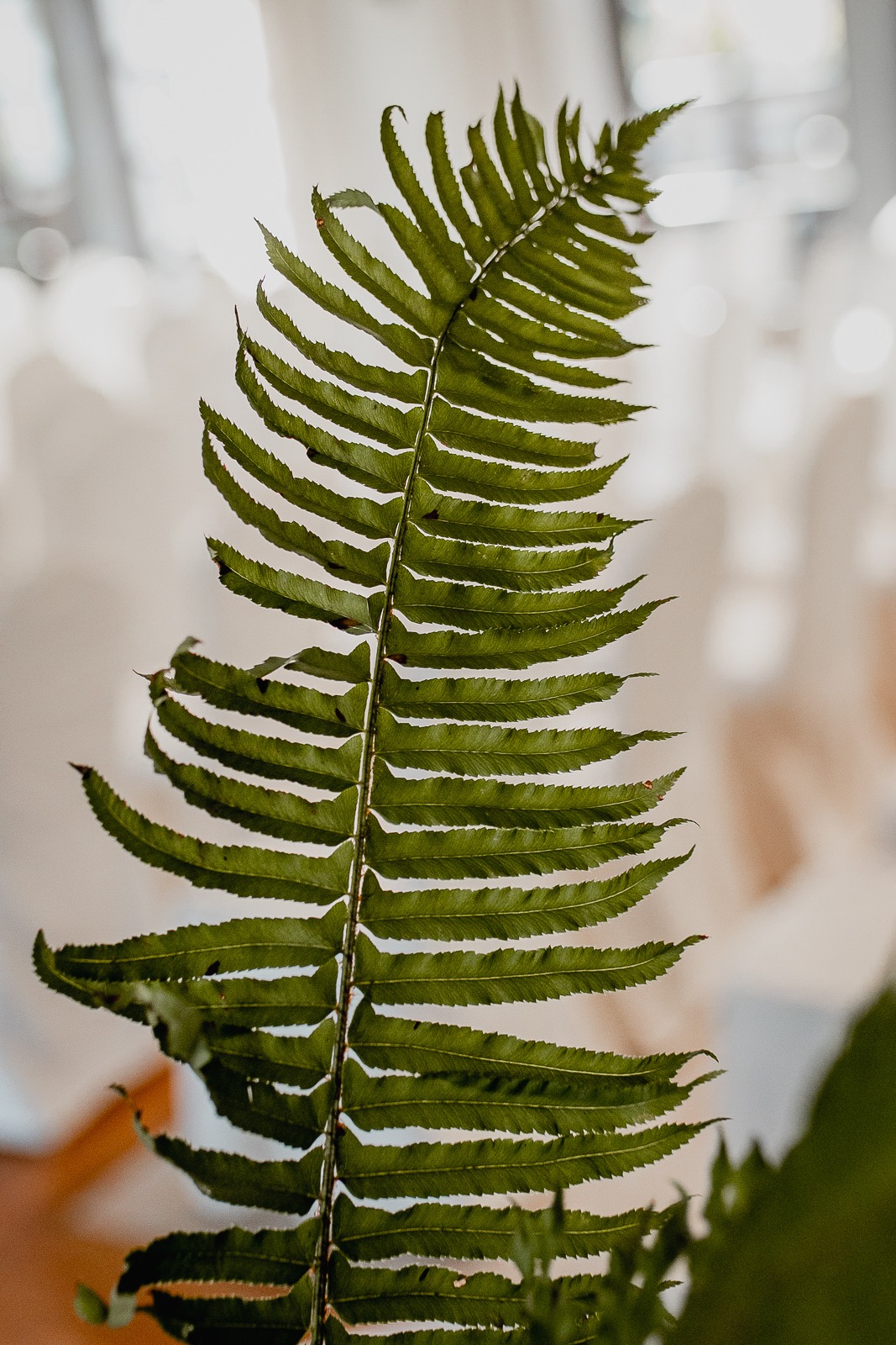 Pojedynczy liść paproci na rozmytym, jasnym tle, prawdopodobnie element dekoracyjny stołu lub sali.