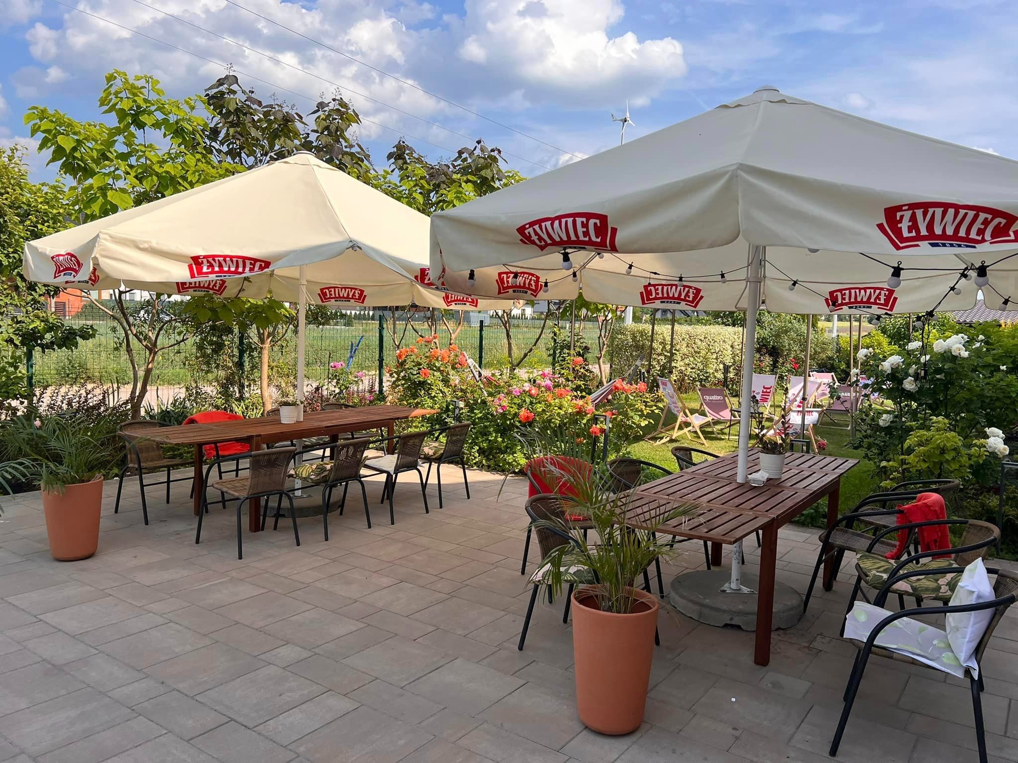 Ustawione stoły pod parasolami z logo piwa Żywiec na zewnątrz, w otoczeniu zieleni i kwitnących róż, na patio z kostki brukowej.