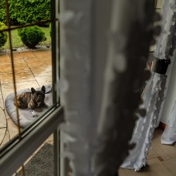 Dorian Kapiszewski Fotografia - Buldog francuski leży na legowisku na zewnątrz, widoczny przez okno z dekoracyjnymi zasłonami w kwiaty.